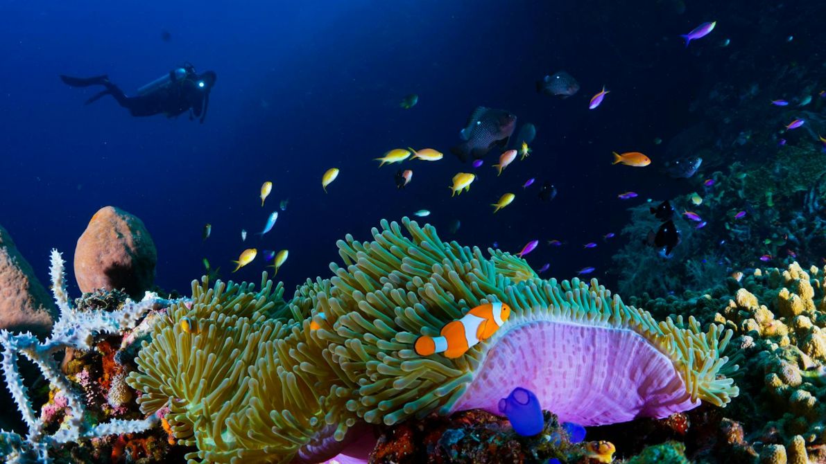 Zwierzęta morskich głębin i raf.