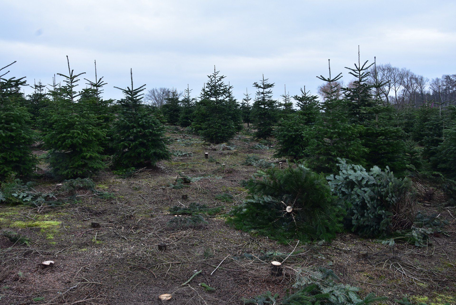 Rodzinna plantacja choinek w Niemczynie