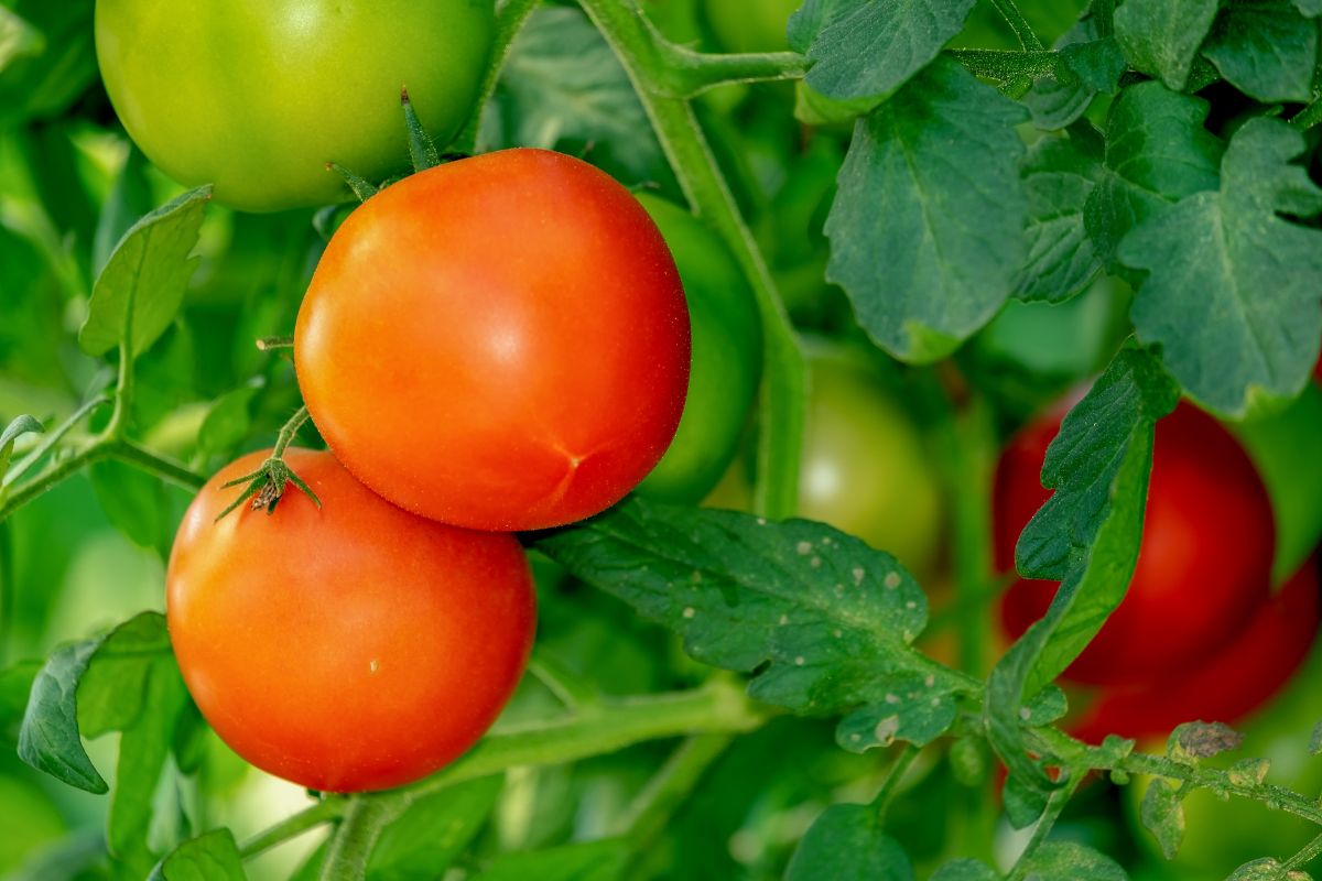 June is an important time for growing tomatoes