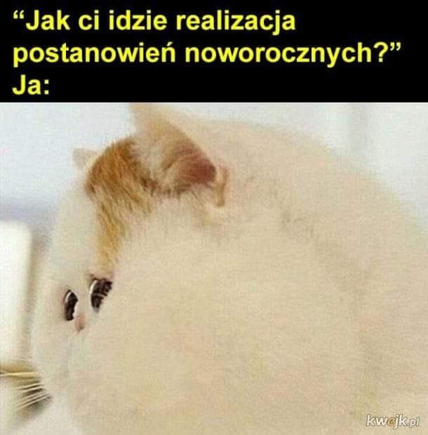 Dziś Dzień Kota. Oto memy z tej okazji 