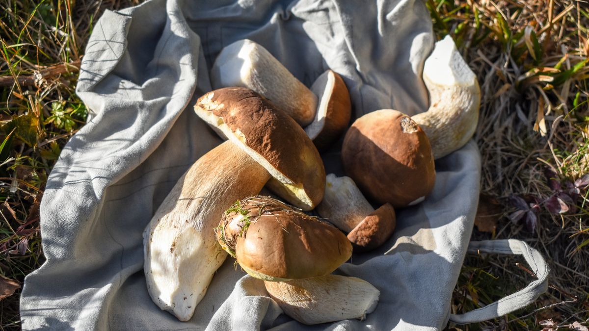 Mieszkańcy południowej Polski mogą znaleźć w weekend borowiki