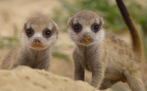 National Geographic Wild Zwierzęcy geniusze