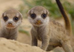 National Geographic Wild Zwierzęcy geniusze
