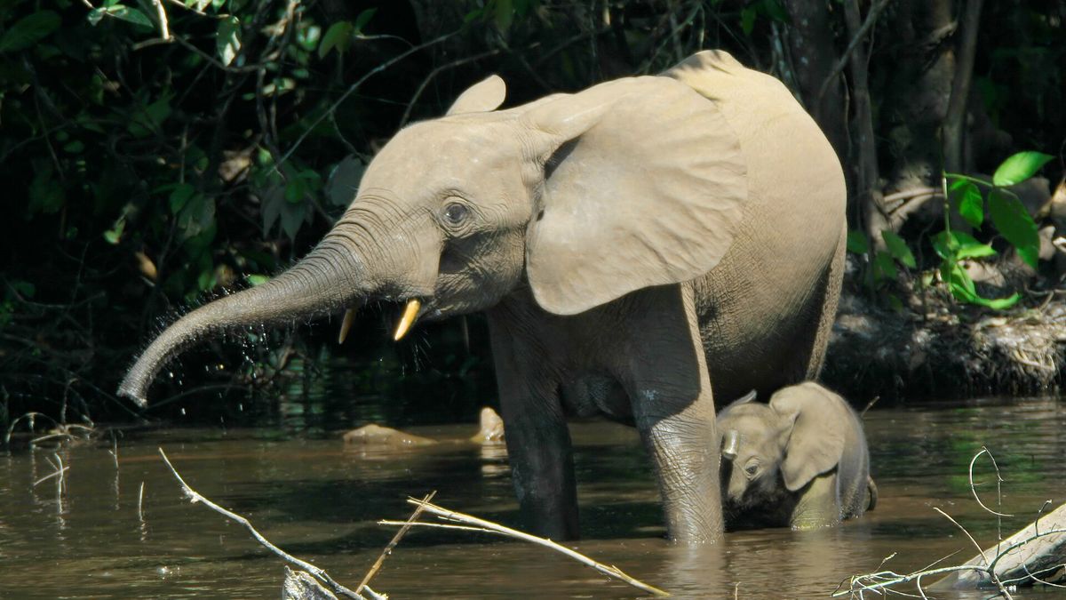 Słonie leśne (Loxodonta cyclotis) nadal na bagnach Mbeli Bai w Parku Narodowym Nouabalé-Ndoki w Kongo