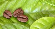 Naukowcy złamali kod genetyczny... kawy. Po co?