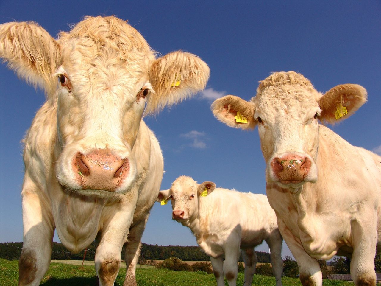 Ograniczenie spożycia wołowiny miałoby ogromny wpływ na poprawę kondycji klimatu na Ziemi.