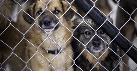 Awantura o psa. Nie na to się umawiali przy umowie adopcyjnej