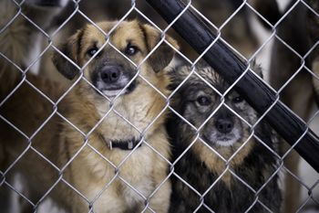 Awantura o psa. Nie na to się umawiali przy umowie adopcyjnej