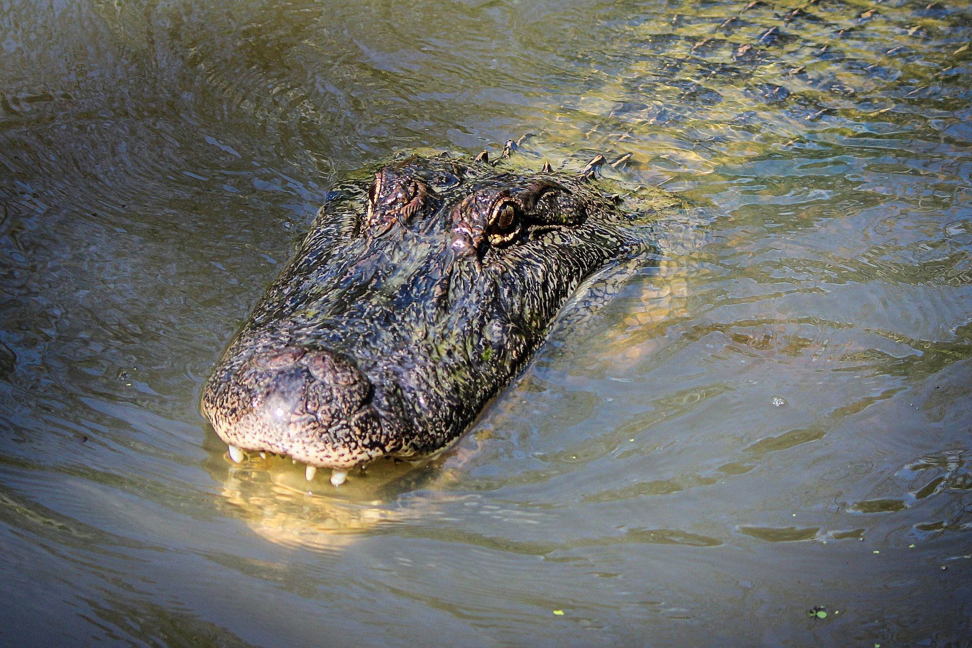 Aligator pożarł dziewczynkę na oczach dziadka. Tragedia w Malezji