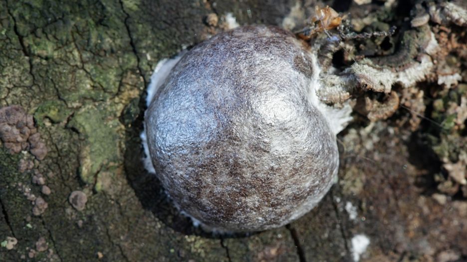 Reticularia lycoperdon, czyli samotek zmienny

