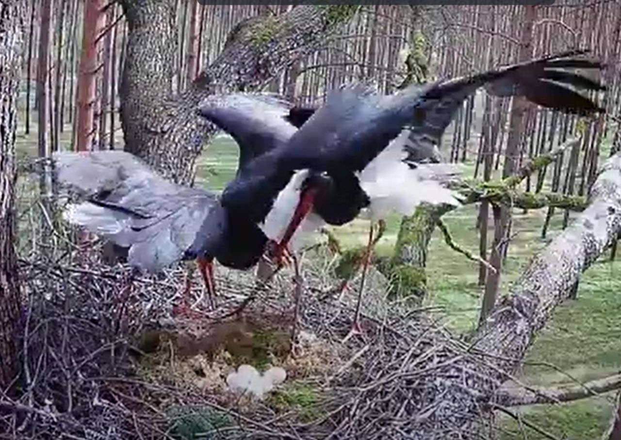 Nasza ptasia celebrytka miała kłopoty. "Było naprawdę groźnie!"