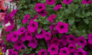 Kwitną znacznie dłużej niż bratki. Ostatnia chwila na wysiew