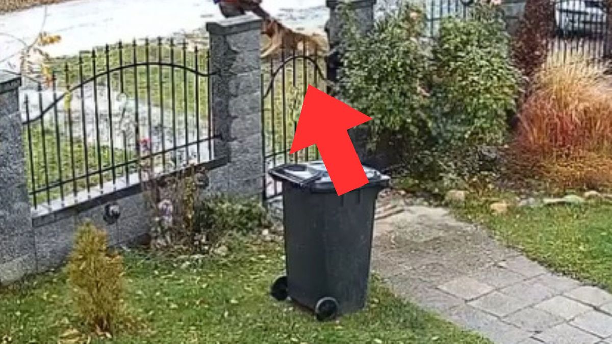 Kopnął psa. Szukają mężczyzny z nagrania