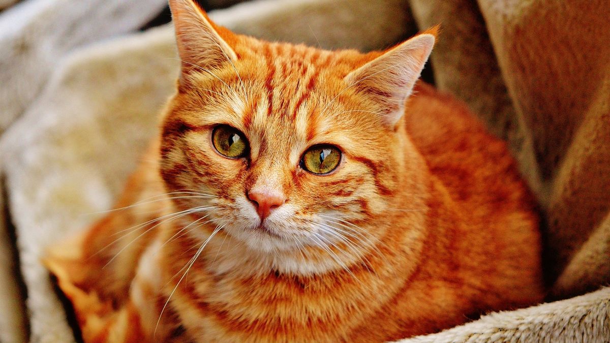 Główny Inspektorat Weterynarii wydał zalecenia dla właścicieli kotów