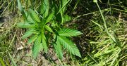 Plantacja marihuany zlikwidowana