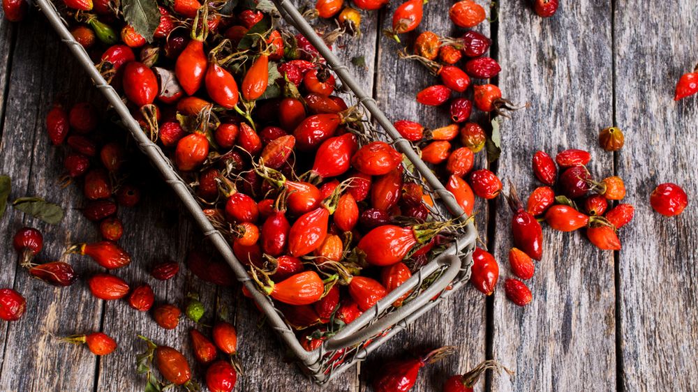 Dzika róża zawiera duże ilości witaminy C. 