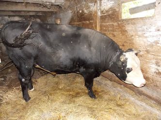 Poszukiwania półtonowego byka. Zwierzę uciekło z gospodarstwa