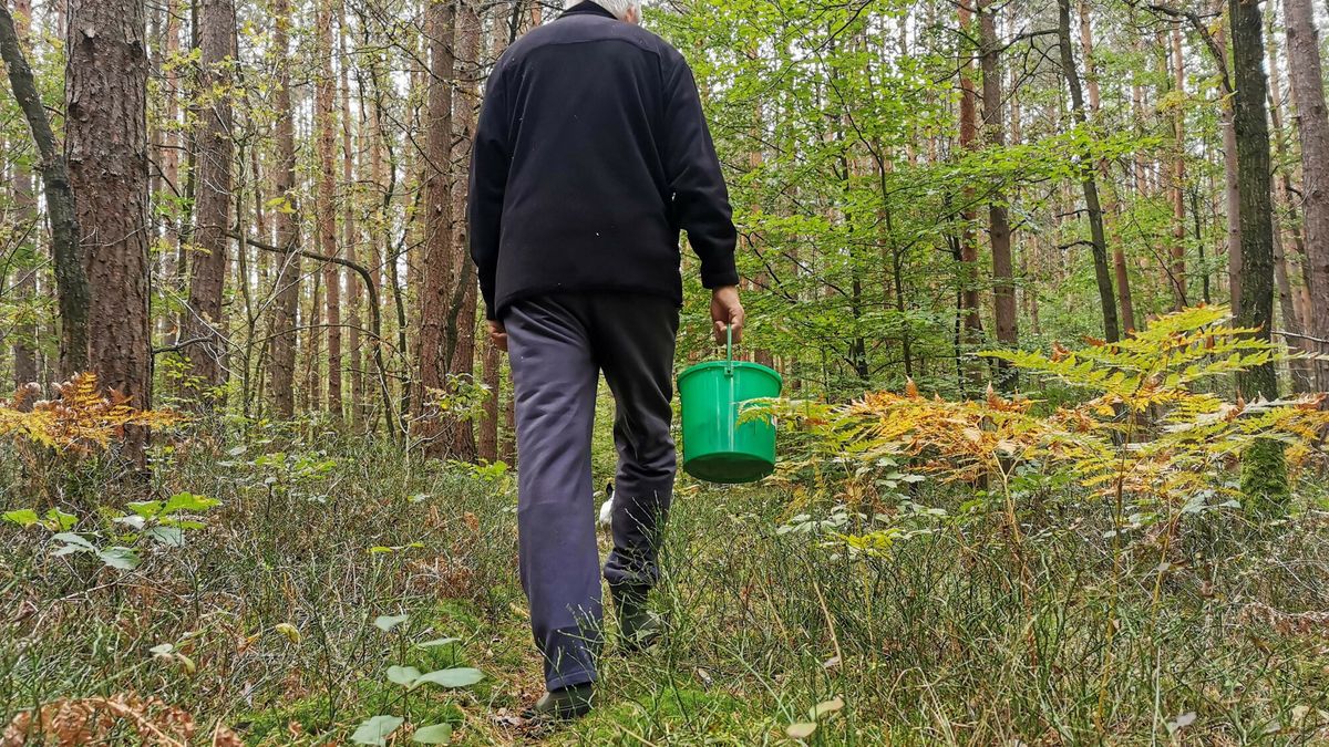 Grzybobranie (zdj. ilustracyjne)