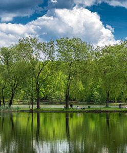 Śląsk. Najbardziej zielone miasta w Polsce? Pozycja Katowic zaskakuje