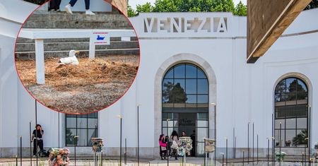 Rozgościła się i złożyła jaja. Zakaz zakłócania spokoju mewy na biennale w Wenecji