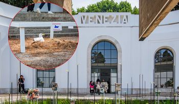 Rozgościła się i złożyła jaja. Zakaz zakłócania spokoju mewy na biennale w Wenecji