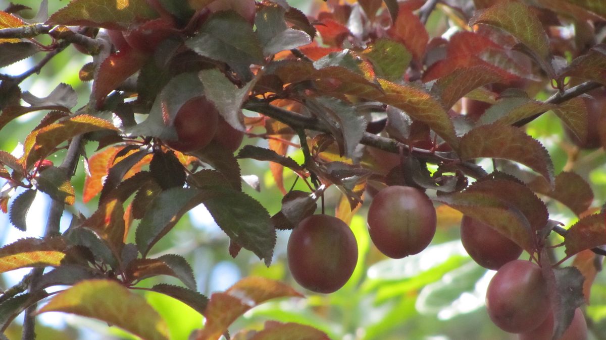 Śliwki amerykańskie