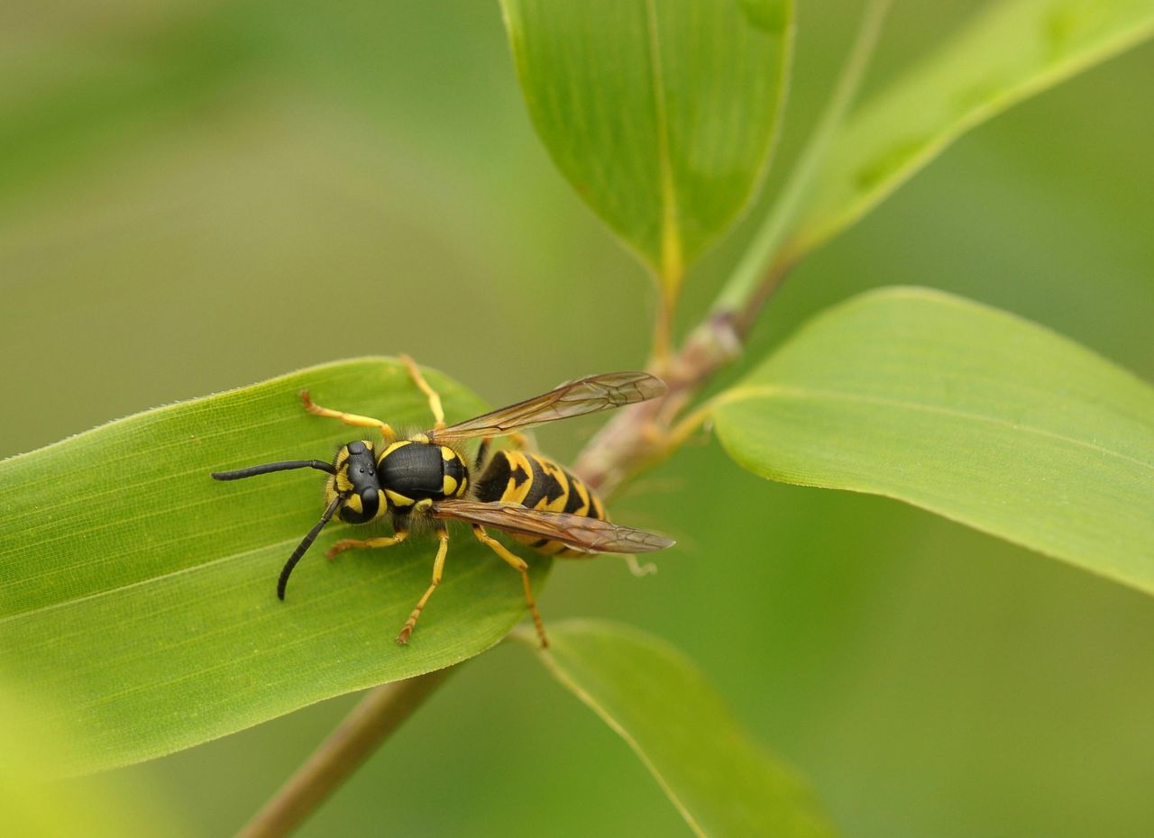 Defeat the buzz: Water and paper tricks to repel wasps