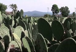 Elektrownia zasilana kaktusami. Pierwsza taka na świecie