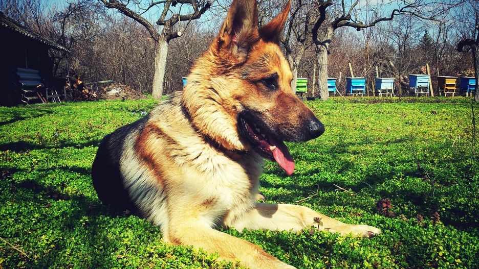 Owczarek niemiecki/ ilustracja