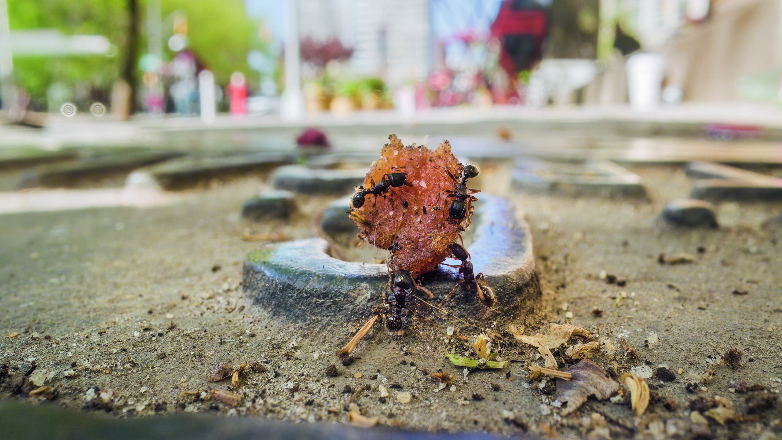 Planet Earth 3 - Episode 7 - Humans grabsPavement ants on Broadway Avenue, New York City, struggle to drag a piece of hotdog back to their colony. They must act fast, as they aren't the only animals partial to a hotdog... birds have a taste for fast food too.