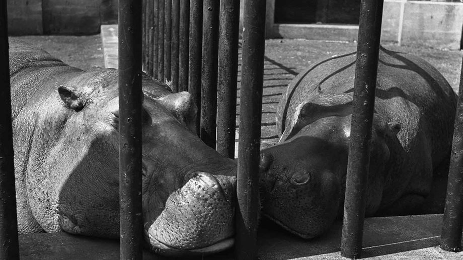 Powrót genialnej niani z aparatem 1