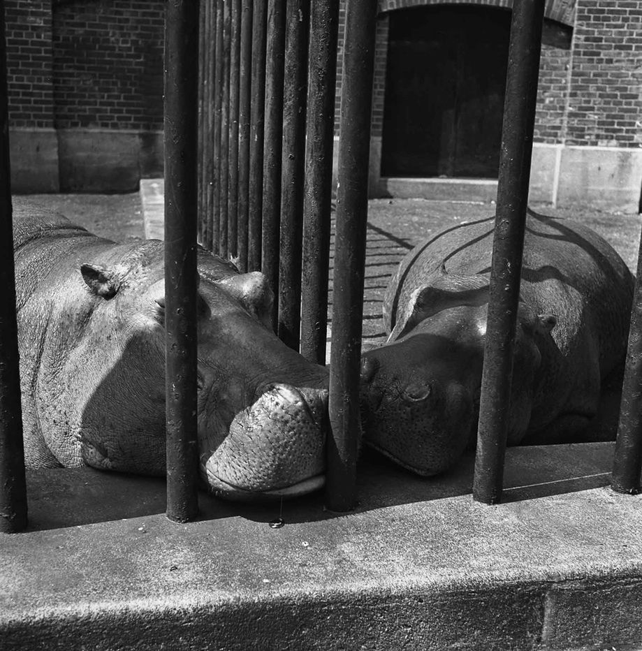 Vivian Maier/Courtesy Cityfiles Press