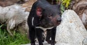 Diabły tasmańskie wróciły do australijskiej dziczy po 3000-lat
