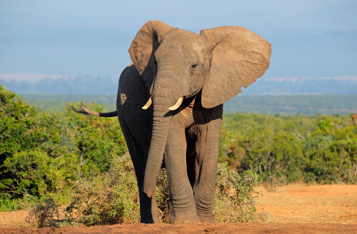 An elephant in India killed its keeper.