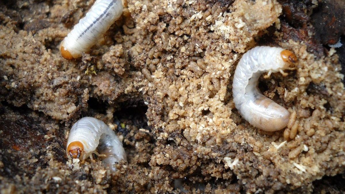 Jak pozbyć się pędraków?