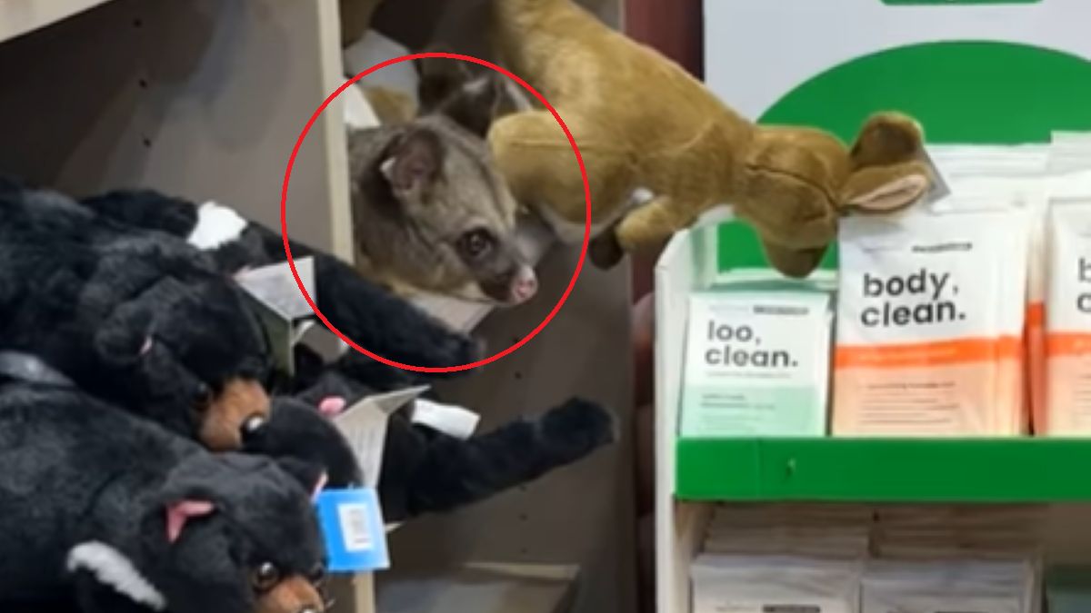 Opos ukrywał się wśród pluszowych maskotek