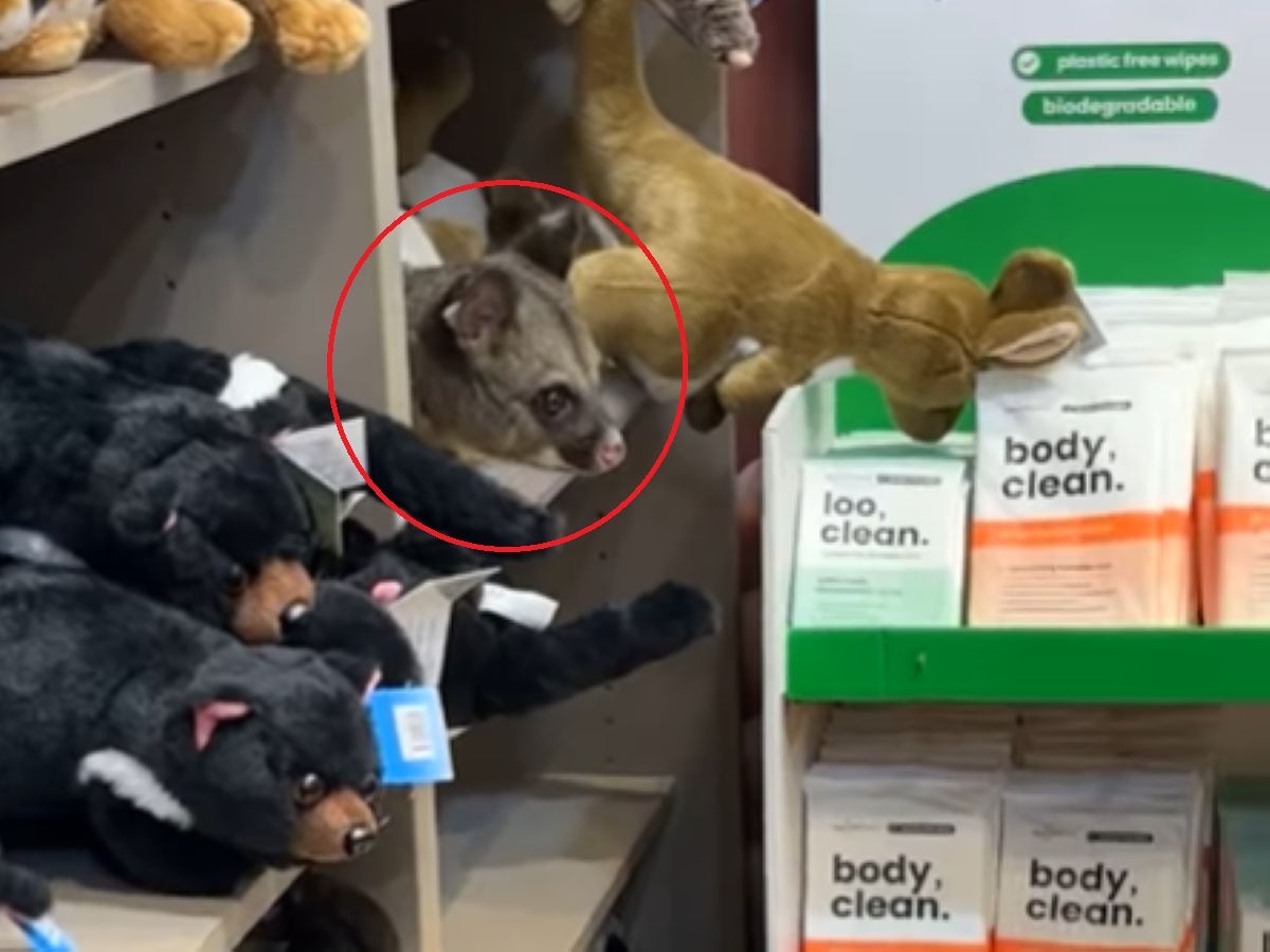 Ukrywał się wśród maskotek. Jest nagranie