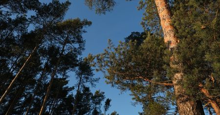 Pierwsze nadleśnictwo w Polsce wprowadziło zakaz wchodzenia do lasu