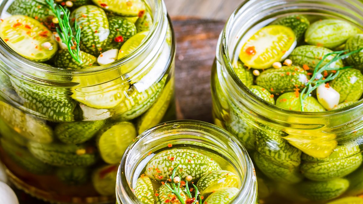 Mysi melon świetnie sprawdza się jako kiszonka