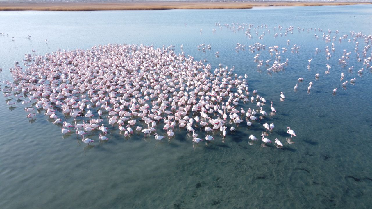 Large colonies of flamingos in the reserve in Kazakhstan create phenomenal images.