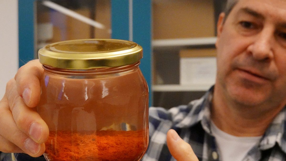 Archaeologists make 'extraordinary' find of 500-year-old spices on Baltic ship wreck
Researcher Brendan Foley holds up a jar containing saffron preserved in water, part of a cache of unusually well preserved spices and foodstuffs found on the wreck of the Gribshunden, in his laboratory in Lund University, Sweden, March 2, 2023.Tom Little REFILE - CORRECTING COUNTRY,Image: 760124504, License: Rights-managed, Restrictions: , Model Release: no, Credit line: STAFF / Reuters / Forum
STAFF / Reuters / Forum
human, interest, category_code_europ, category_code_odd, category_code_human interest