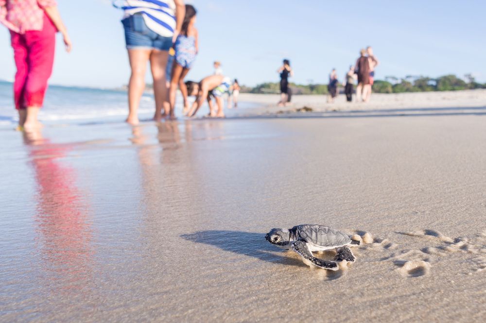 Miliony żółwi na meksykańskich plażach. Prawdziwa walka o przetrwanie