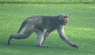 Małpy ukamienowały w Indiach człowieka