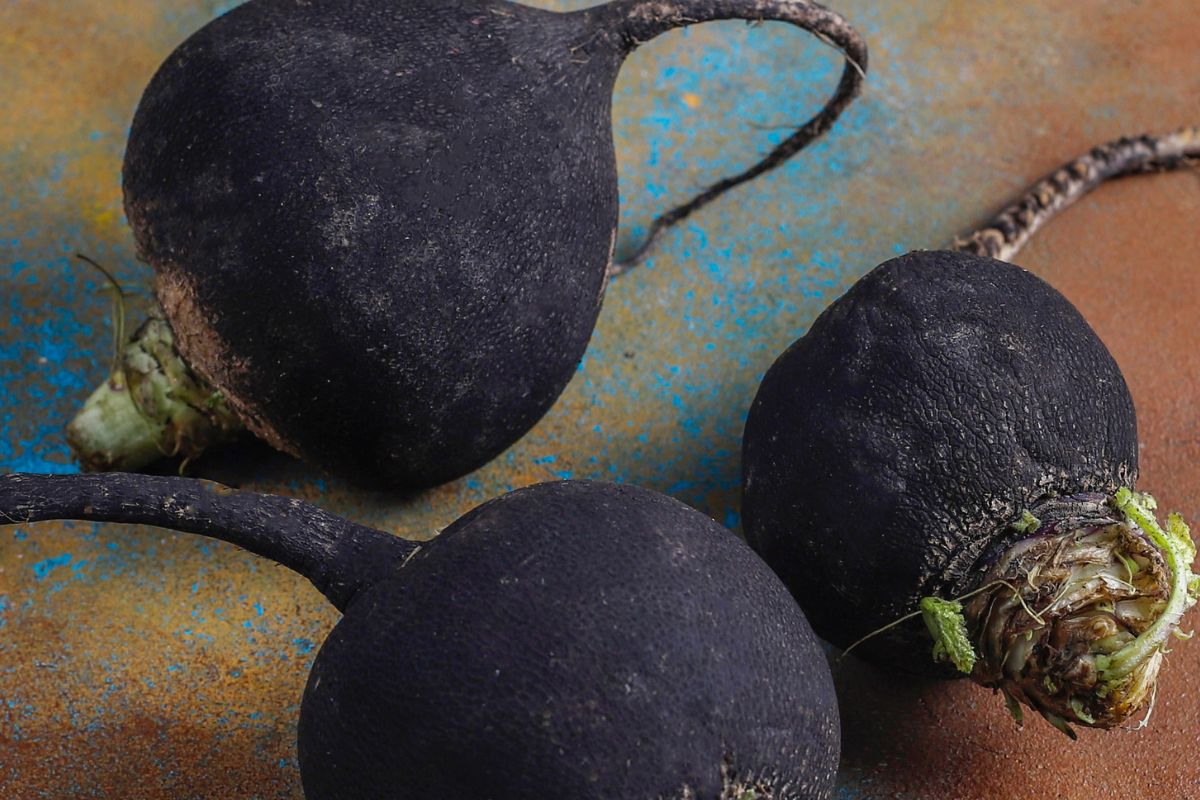 Black radish is a vegetable with many health benefits.