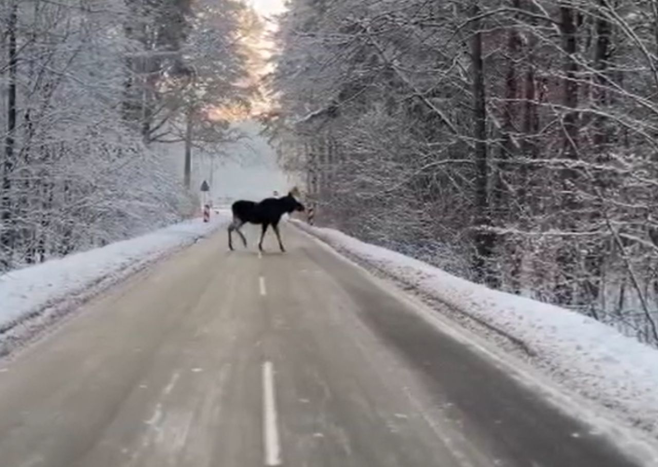 Kierowca zamarł. Wideo z polskiego lasu