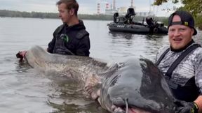 Wyciągnęli potwora. W Polsce wyłowiono gigantycznego suma