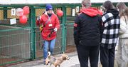 Legnica: "Walentynki z Bezdomniakiem". Miłość miała cztery łapy