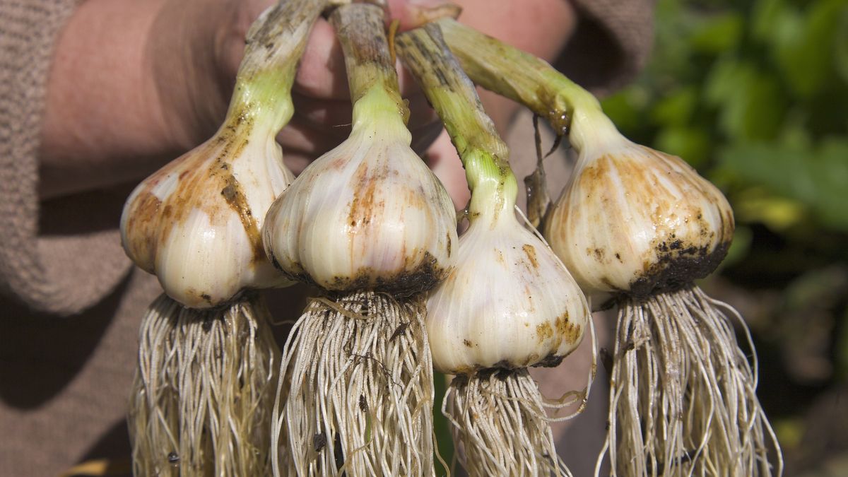 Dlaczego warto jeść czosnek?