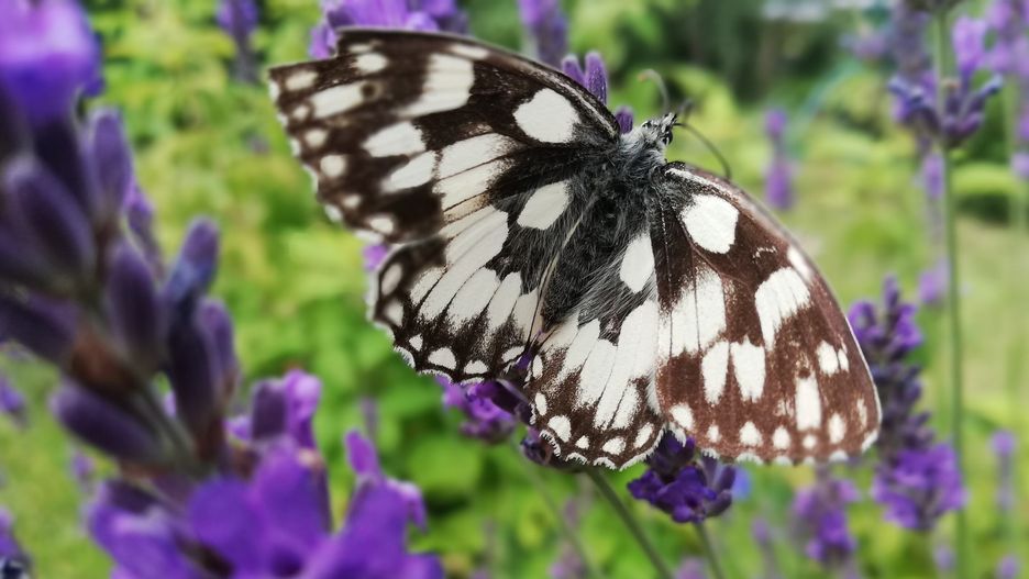 motyl - polowiec szachownica