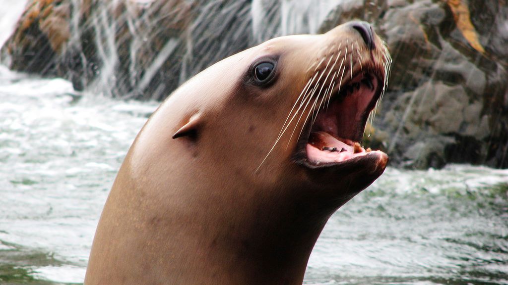 Wątroba z uchatka grzywiastego